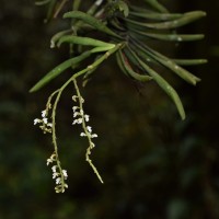 <i>Schoenorchis tortifolia</i>  (Jayaw.) Garay